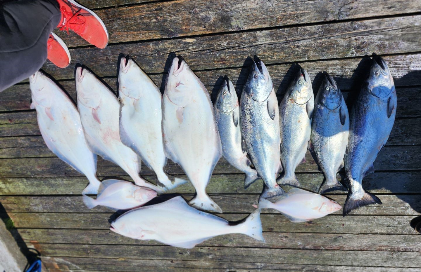 7 fish caught during fishing trip at unknown location