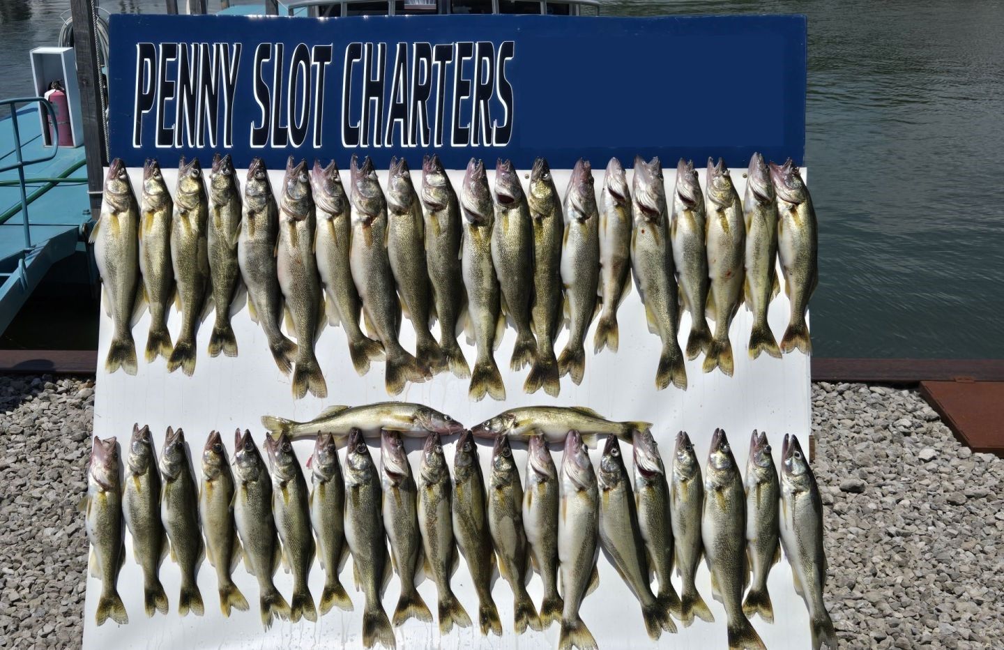 Large catch of walleye displayed on charter boat fishing board