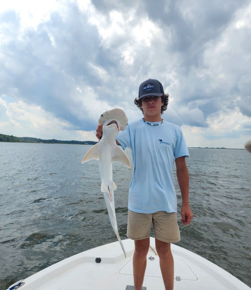 Whitetip reef shark, 32 inches, fishing