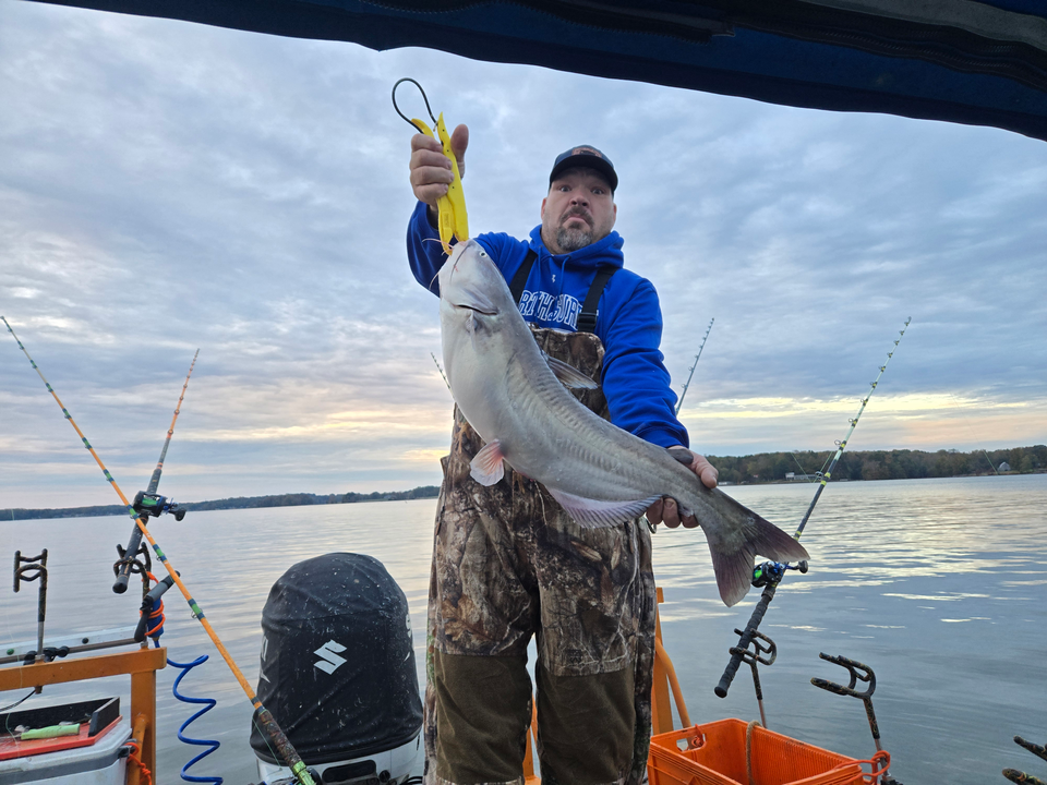 Nice blue catfish using trolling and drift techniques on calm water.