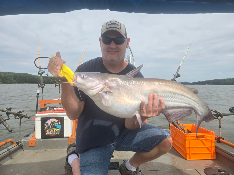 Big Blue Catfish reeled in during a rainy day troll in Mocksville!