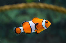Vibrant clownfish thriving in Cohoe aquarium waters.