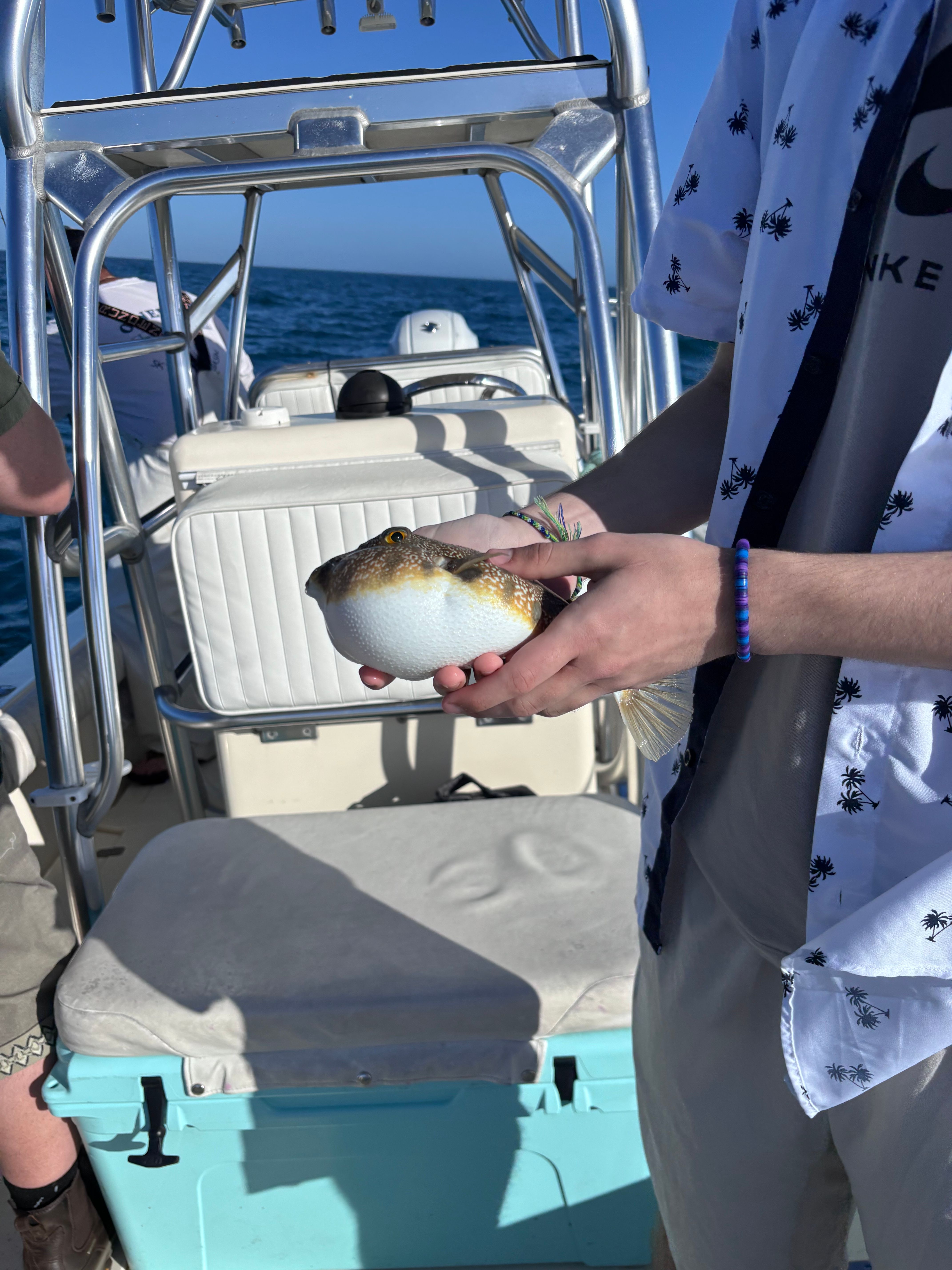 Pufferfish held in hands on fishing boat deck over open ocean