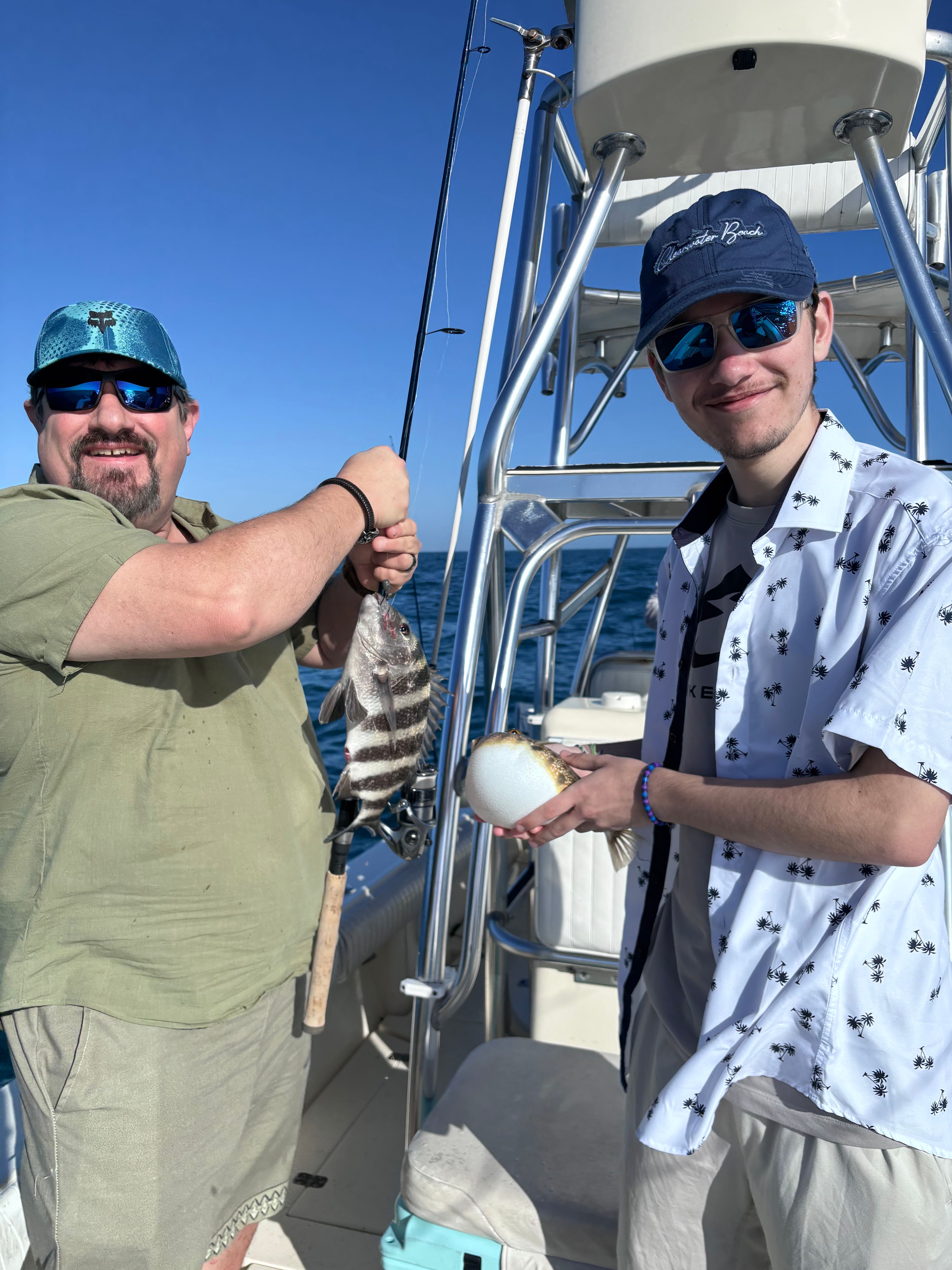 Freshly caught sheepshead fish being held on fishing boat deck