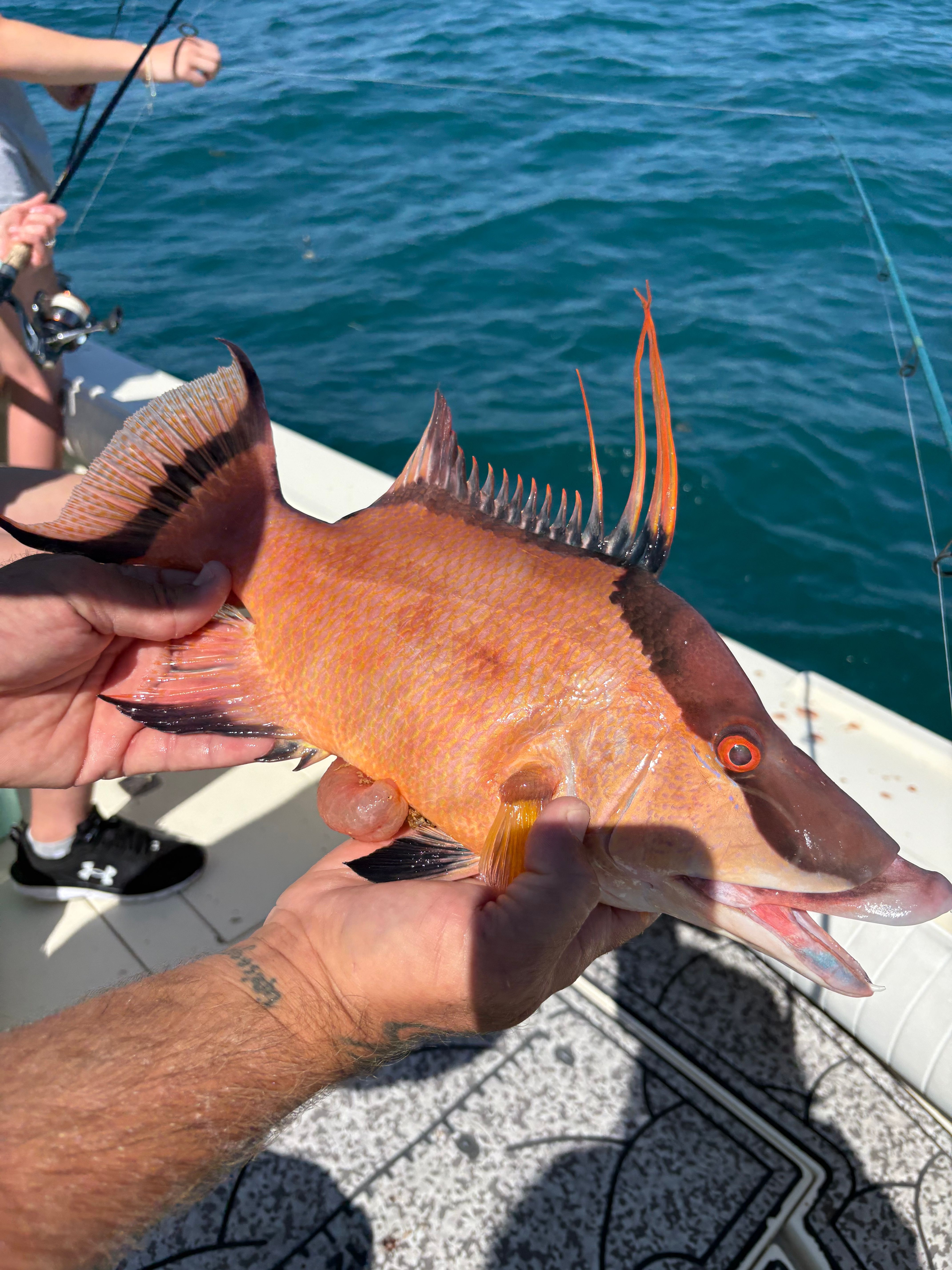 Freshly caught hogfish being held on fishing boat deck over blue water