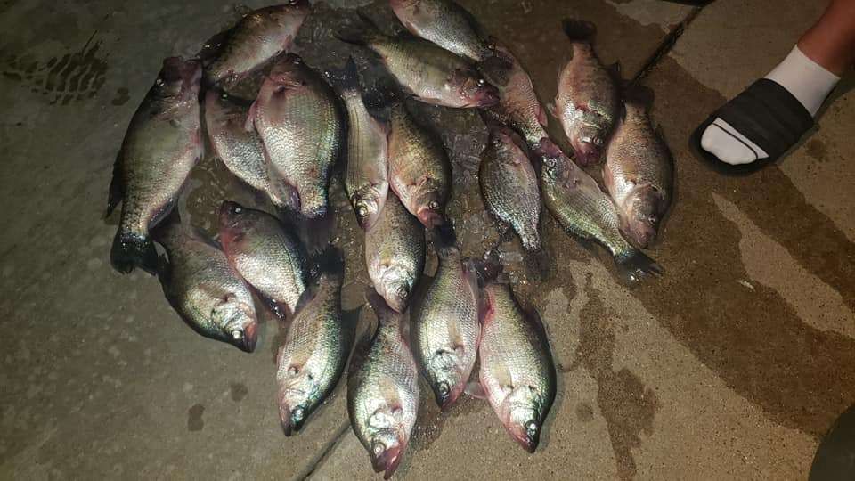 Six fish caught while fishing at an unknown location
