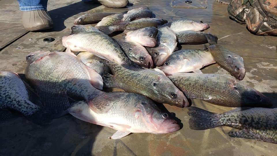 Seven fish caught during a fishing trip
