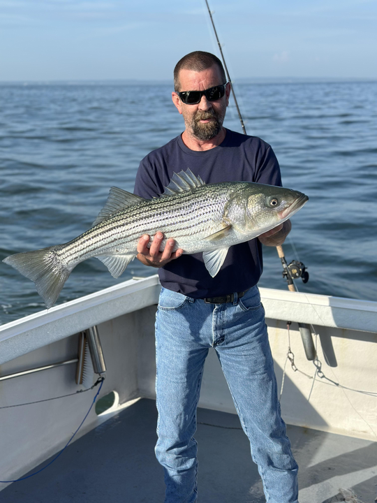 A striped bass caught on a day of excellent fishing in Neptune City, New Jersey.