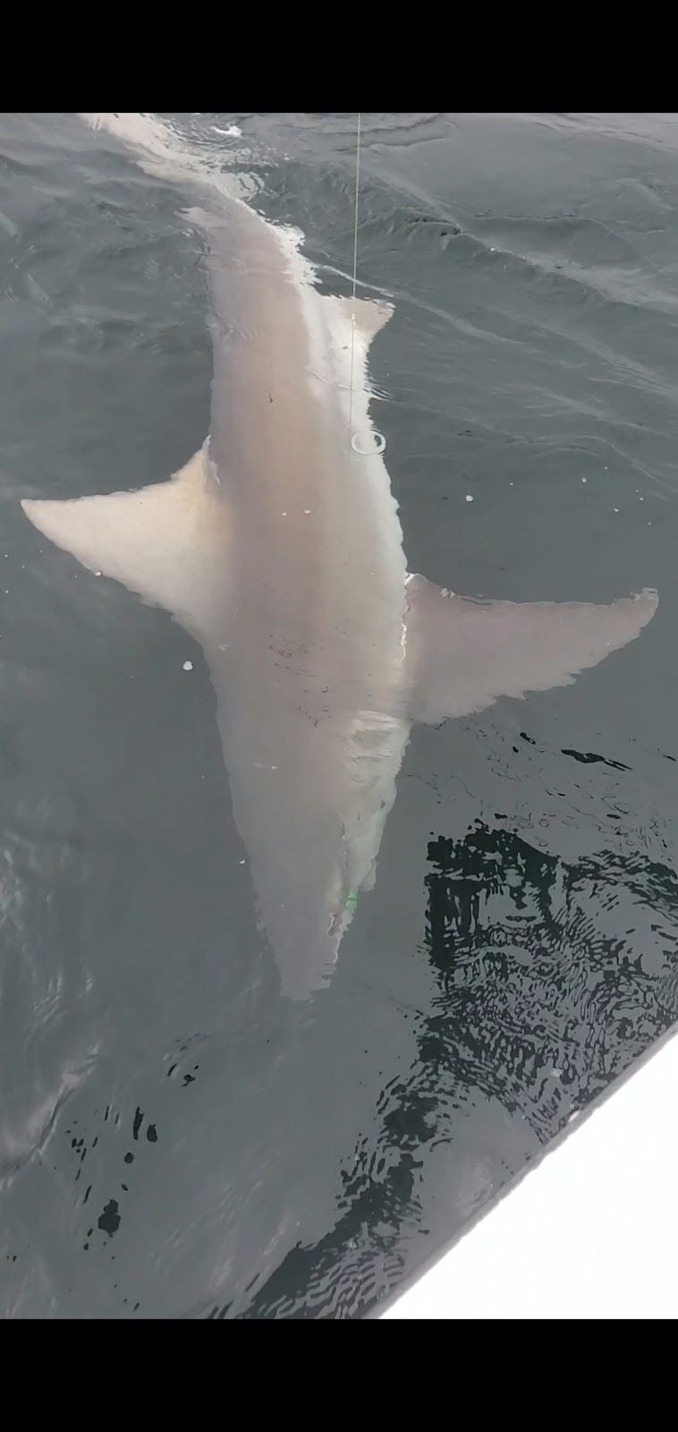 Blacktip shark fishing at an undisclosed location