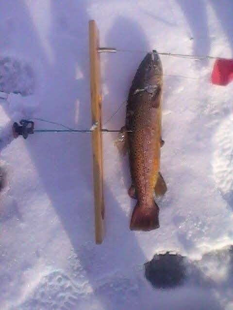 Vibrant rainbow trout caught while fishing