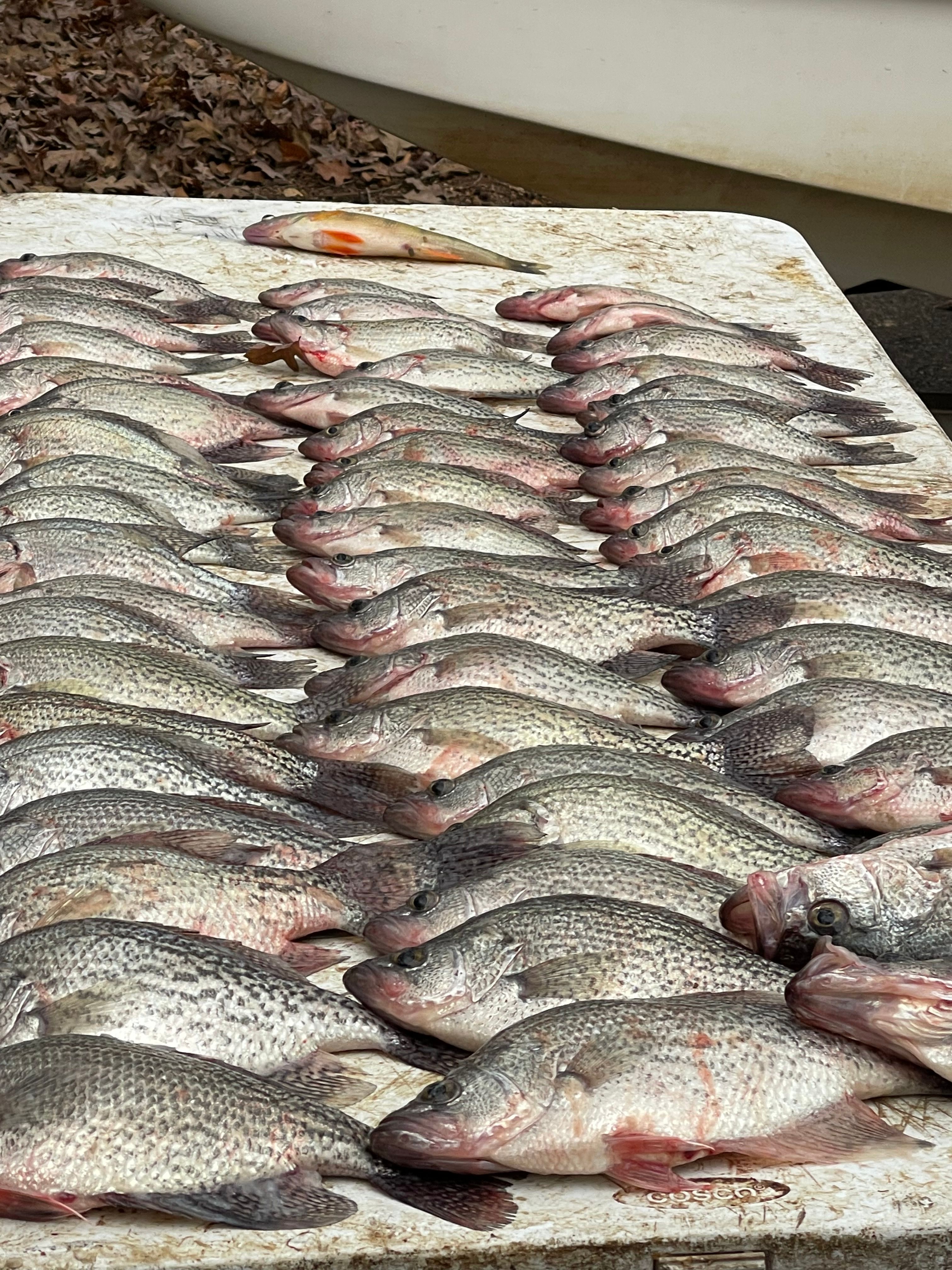 Three crappie fish caught while fishing