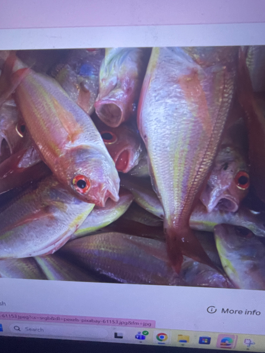 Fresh catch from Zapata waters with beautiful silver scales!