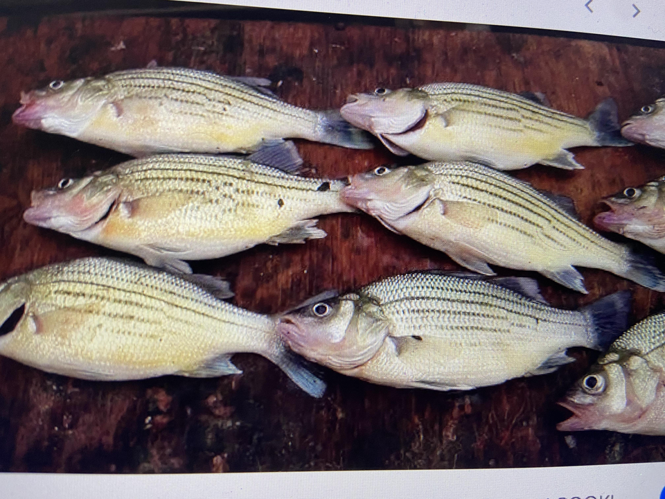 Absolutely blasted today with this mixed bag of wipers and yellow bass!