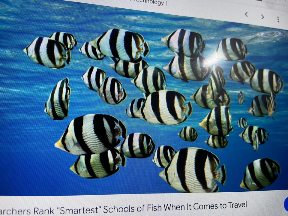 Spotted a beautiful school of striped Porkfish cruising the blue waters today!