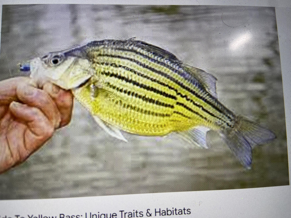 Yellow bass with those classic stripes made for a great catch in West Palm Beach!