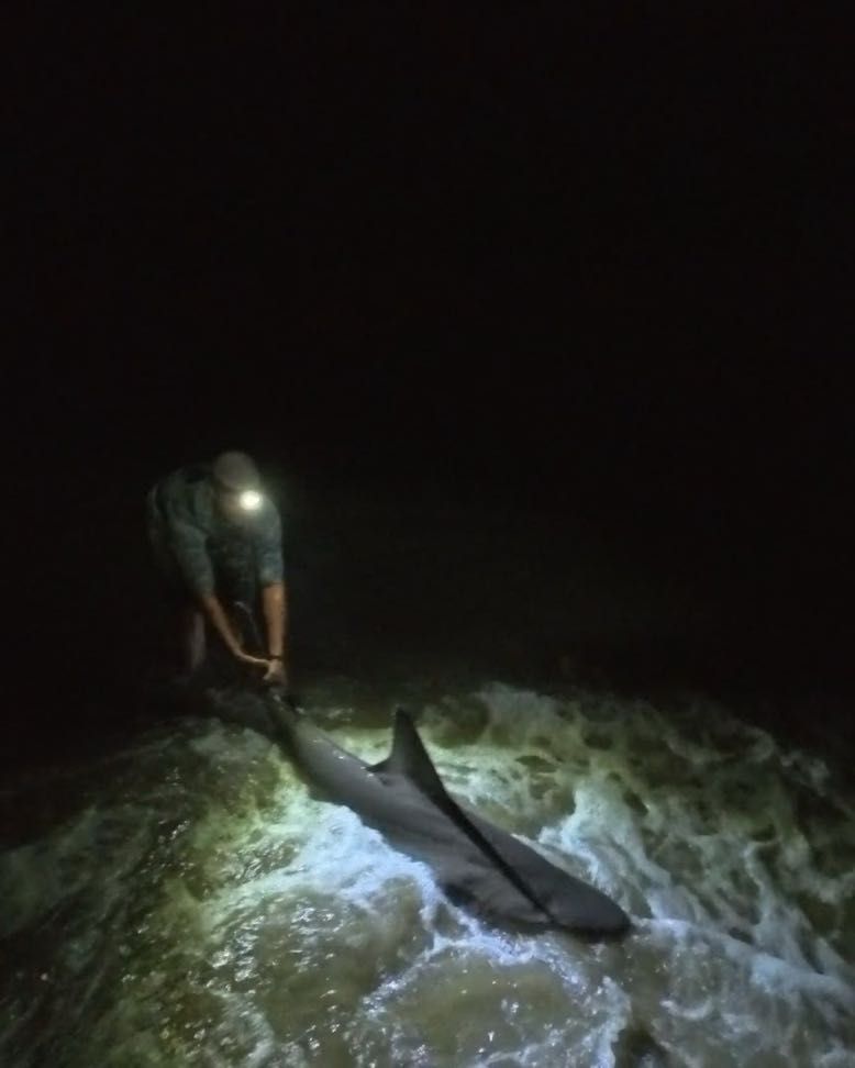 Two dolphins stranded on rocky shore at night with person using headlamp for rescue assistance
