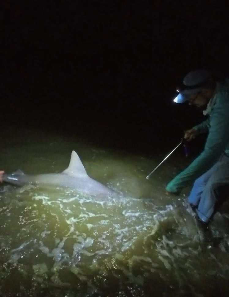 Sandbar shark caught during nighttime fishing expedition