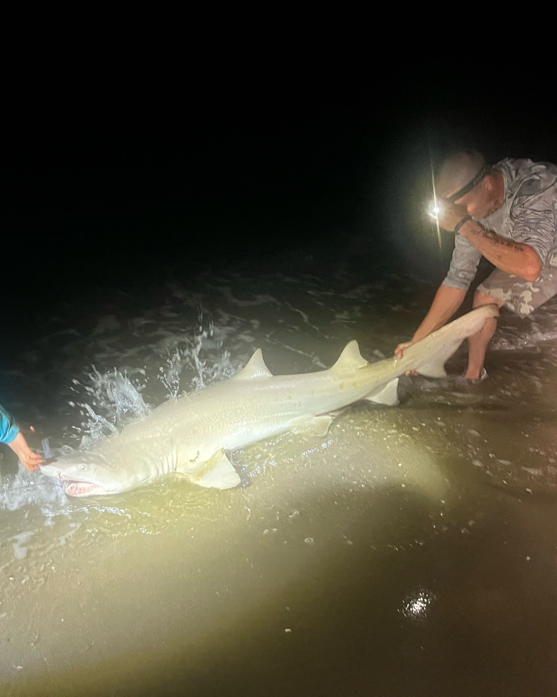 Sand tiger shark being handled in shallow water at night during fishing excursion