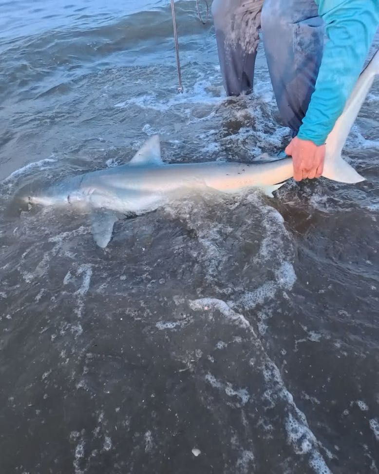 Shark caught and held at water's edge on rocky shoreline