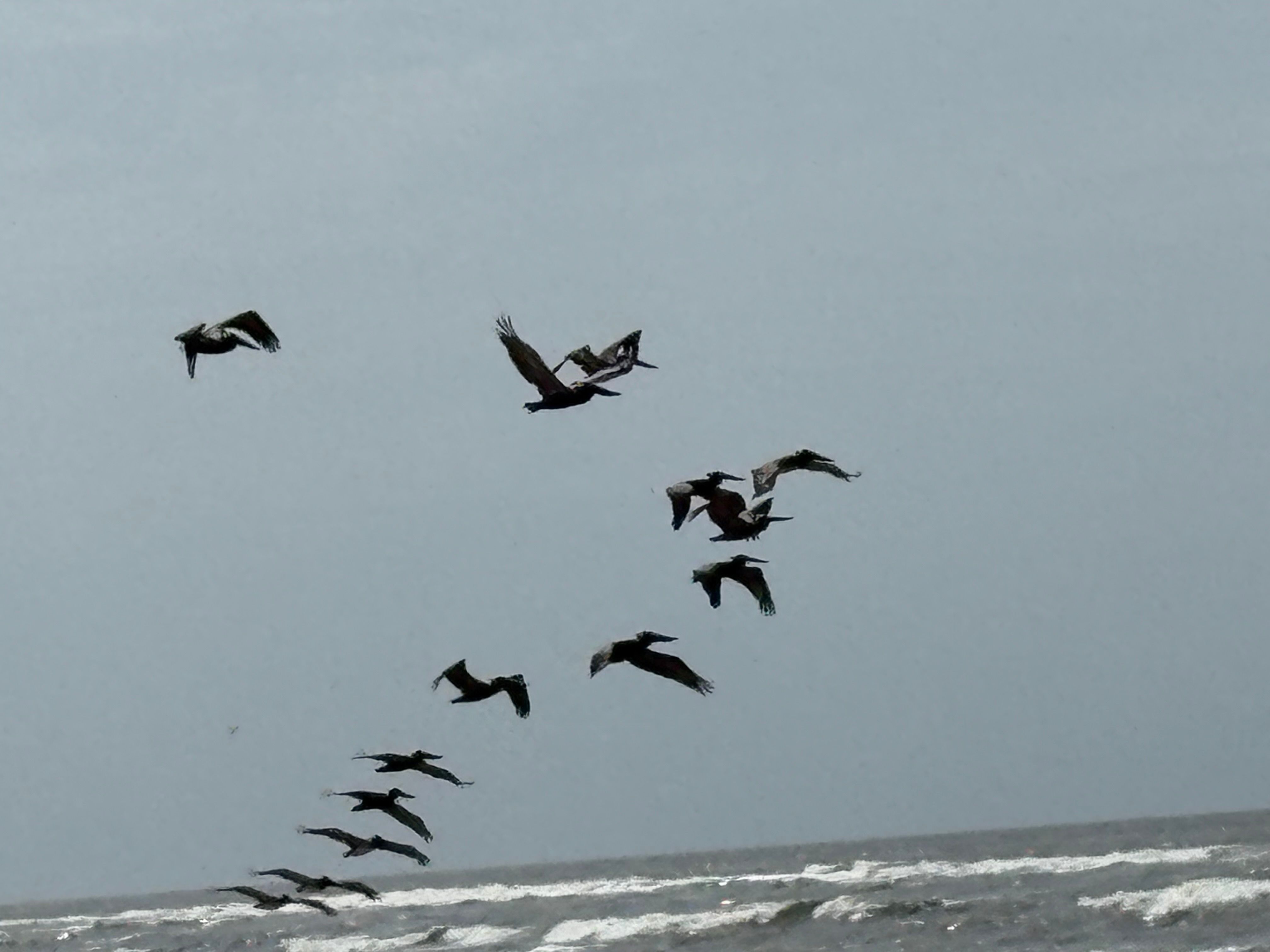 Flock of large birds flying over ocean waves under overcast sky