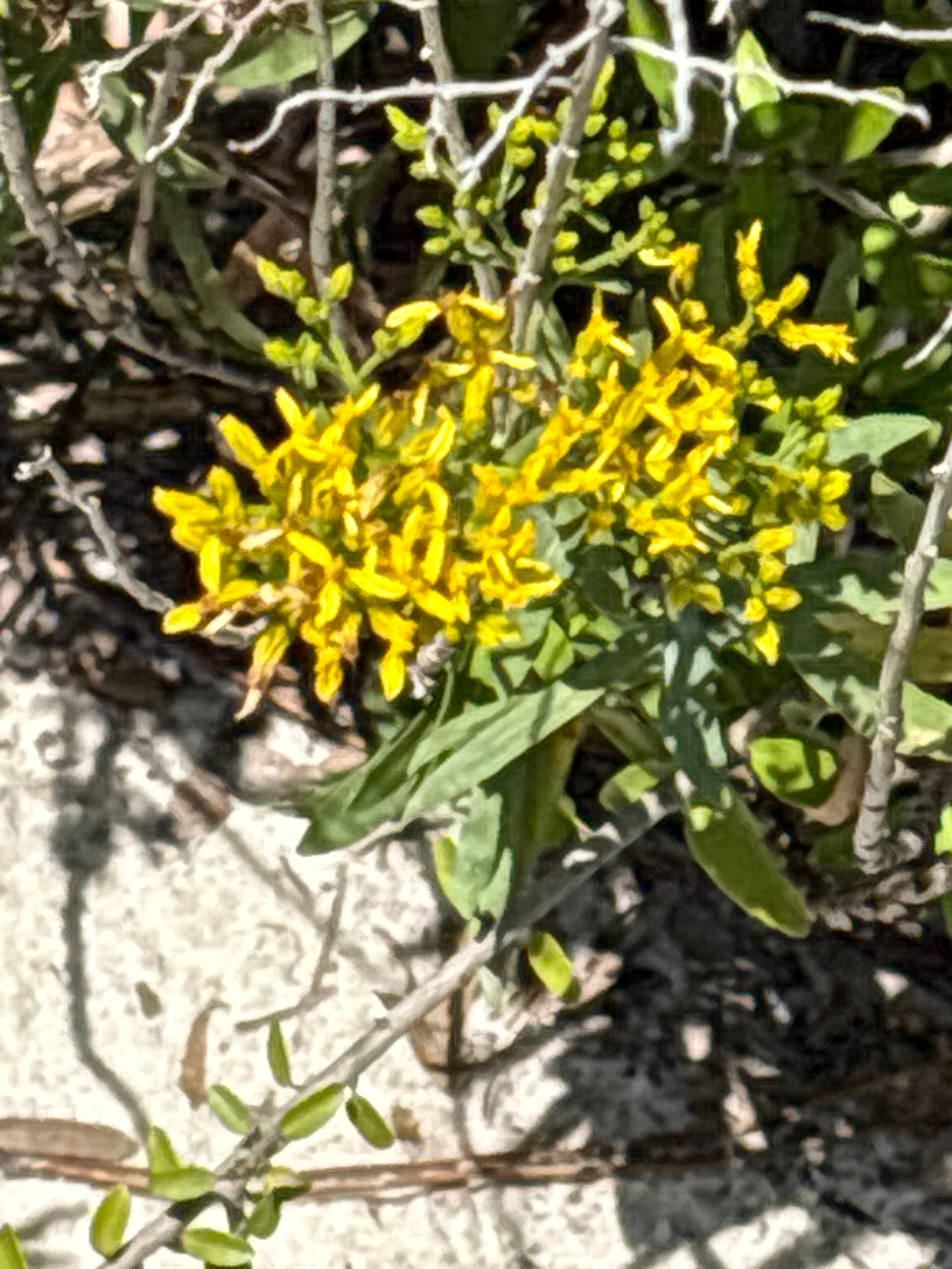 Small yellow wildflower blooming among green leaves and rocky ground in natural outdoor setting