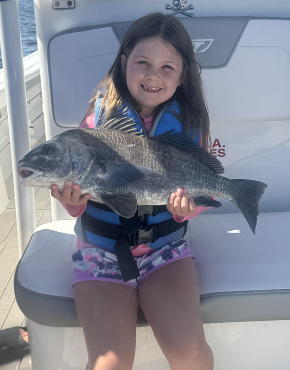 Reeling in a hefty black drum on a lightweight tackle setup