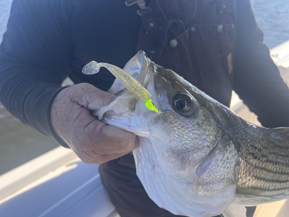 Nice catch on light tackle! Clear conditions made for an exciting adventure.