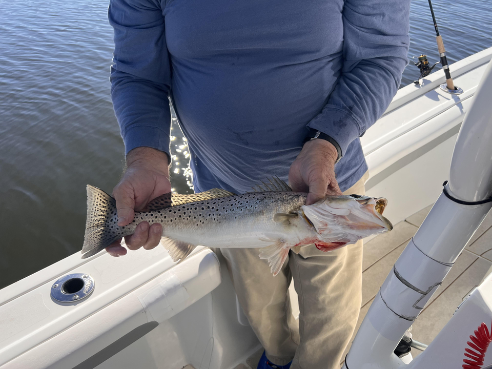 Nice speckled trout on light tackle today! Clear conditions made for an exciting adventure.