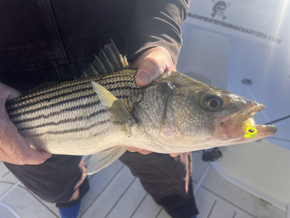Nice striped bass on light tackle with that yellow lure doing the trick!