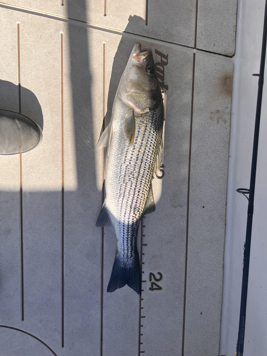 Nice striped bass caught on light tackle in clear conditions.