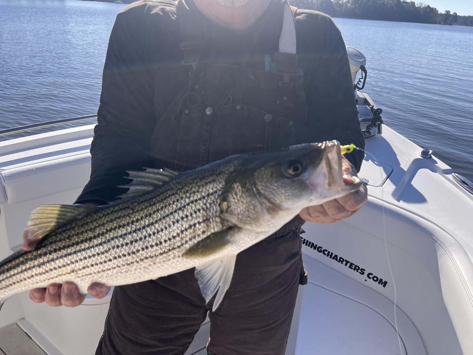Nice striped bass on light tackle in Oriental today!