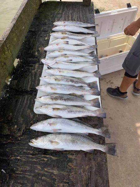 Three bluefish caught while fishing at an unknown location