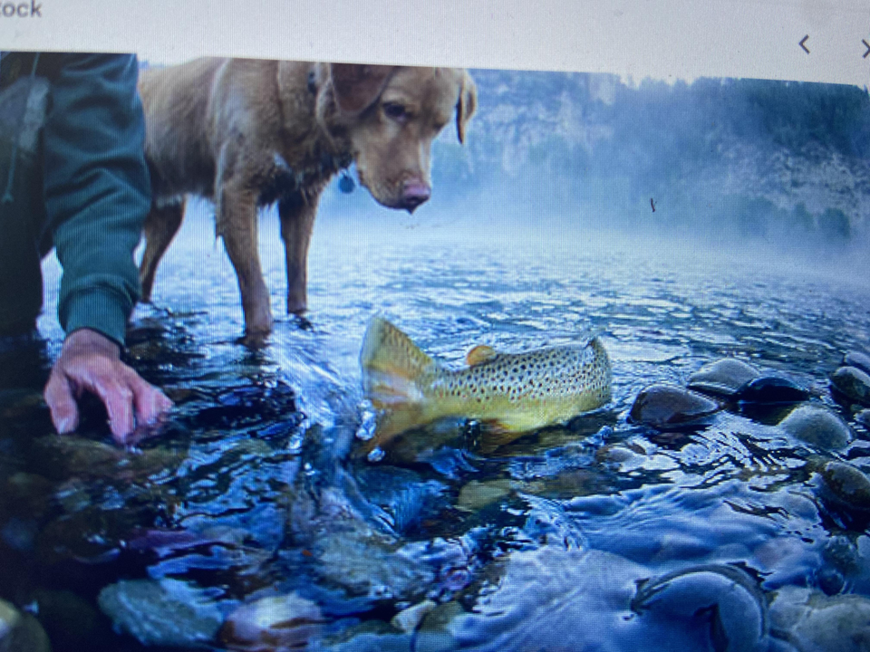 West Palm Beach brown trout caught fresh!