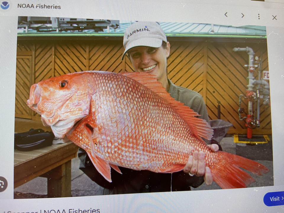Beautiful West Palm Beach red snapper caught today!