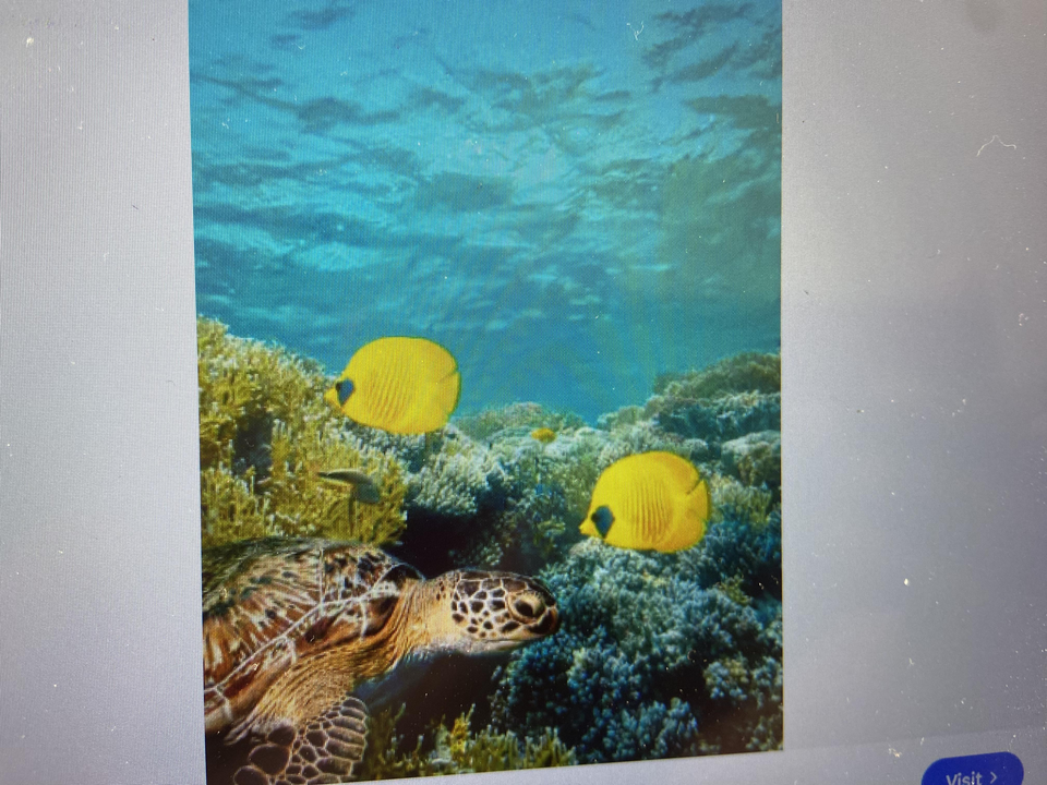 Sea turtle glides past vibrant coral in West Palm Beach waters.