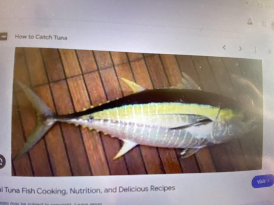 Beautiful West Palm Beach yellowfin tuna on deck!