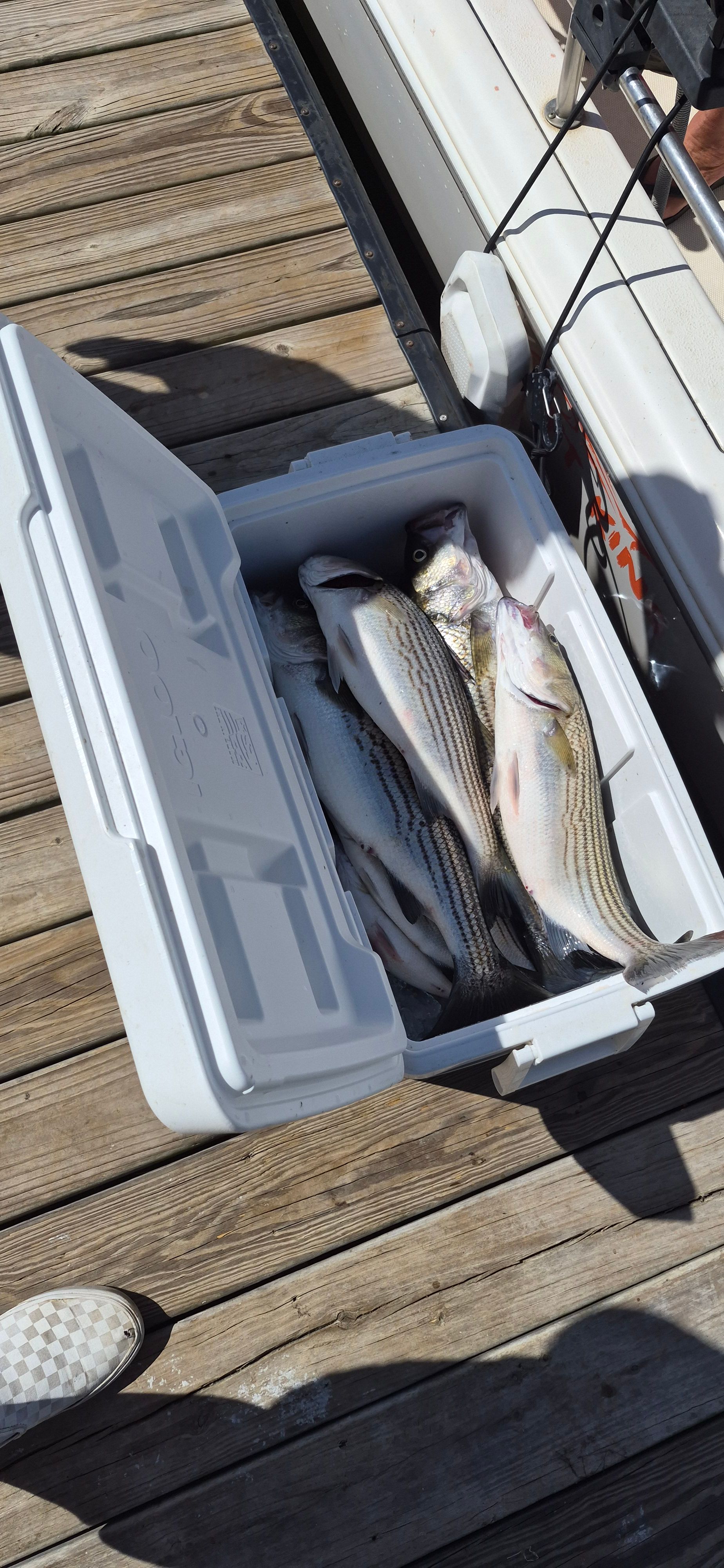 Fresh caught striped bass fish in white cooler on wooden dock after successful fishing trip