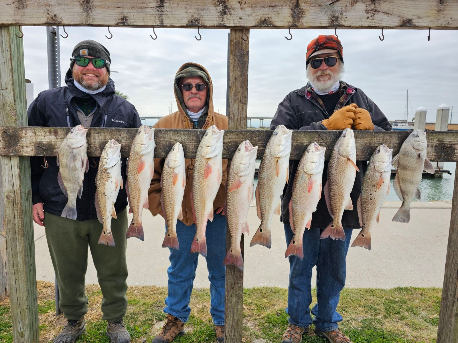 Eleven black drum, redfish, and other fish caught by three people while fishing