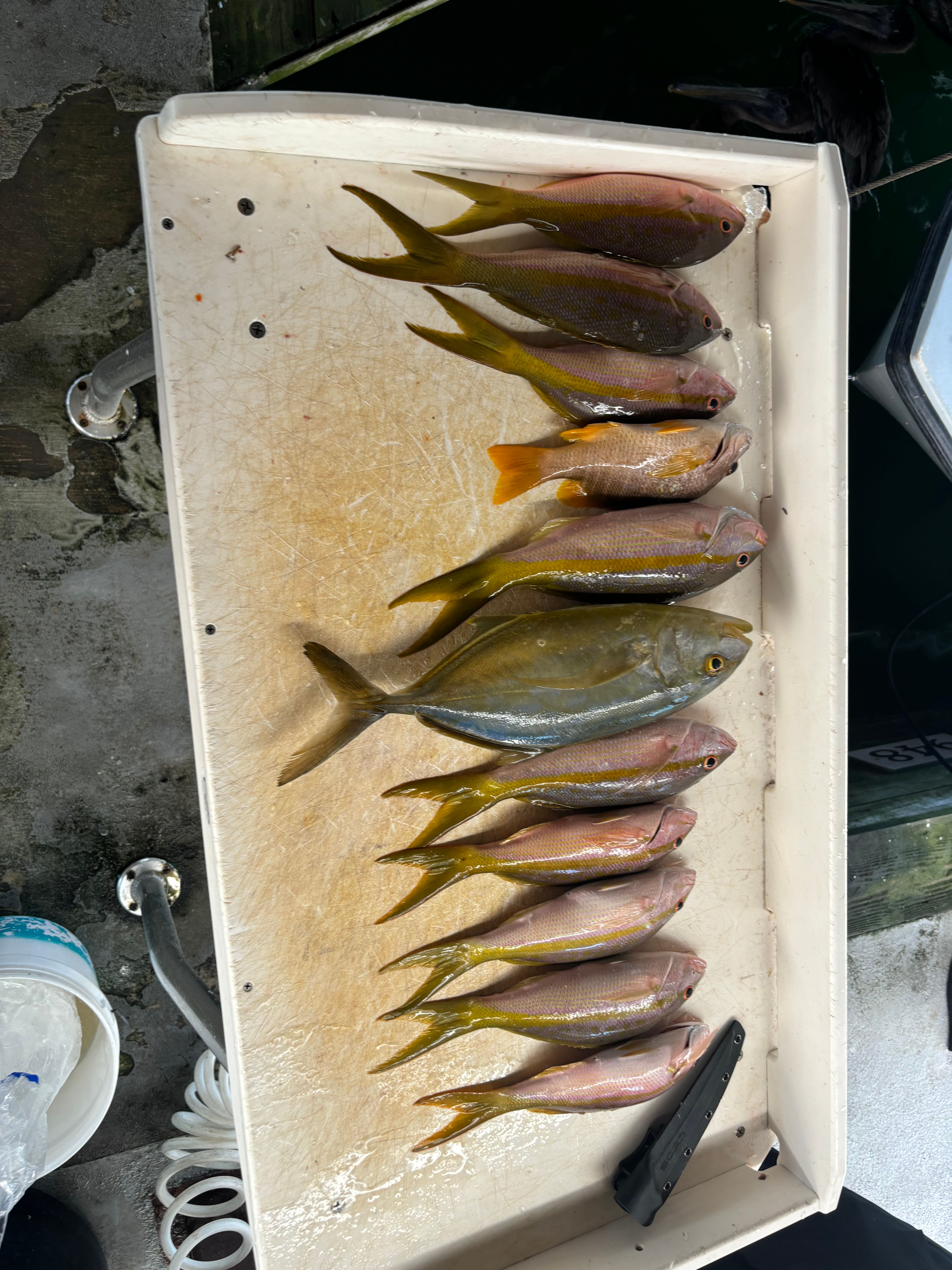 10 blue runner fish caught while fishing