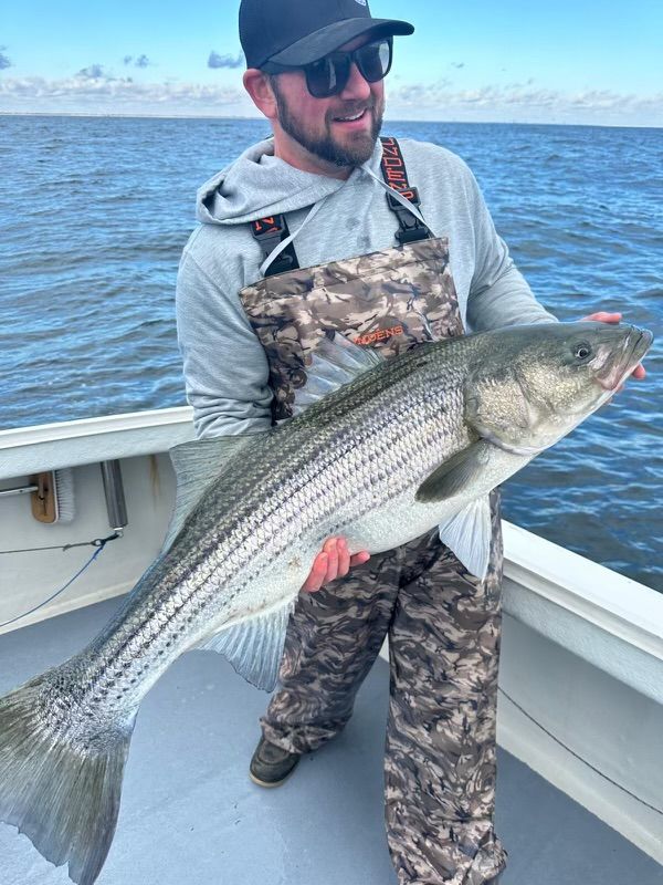 A striped bass fish caught while fishing