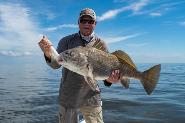 Outstanding Cohoe black drum brought to the boat!