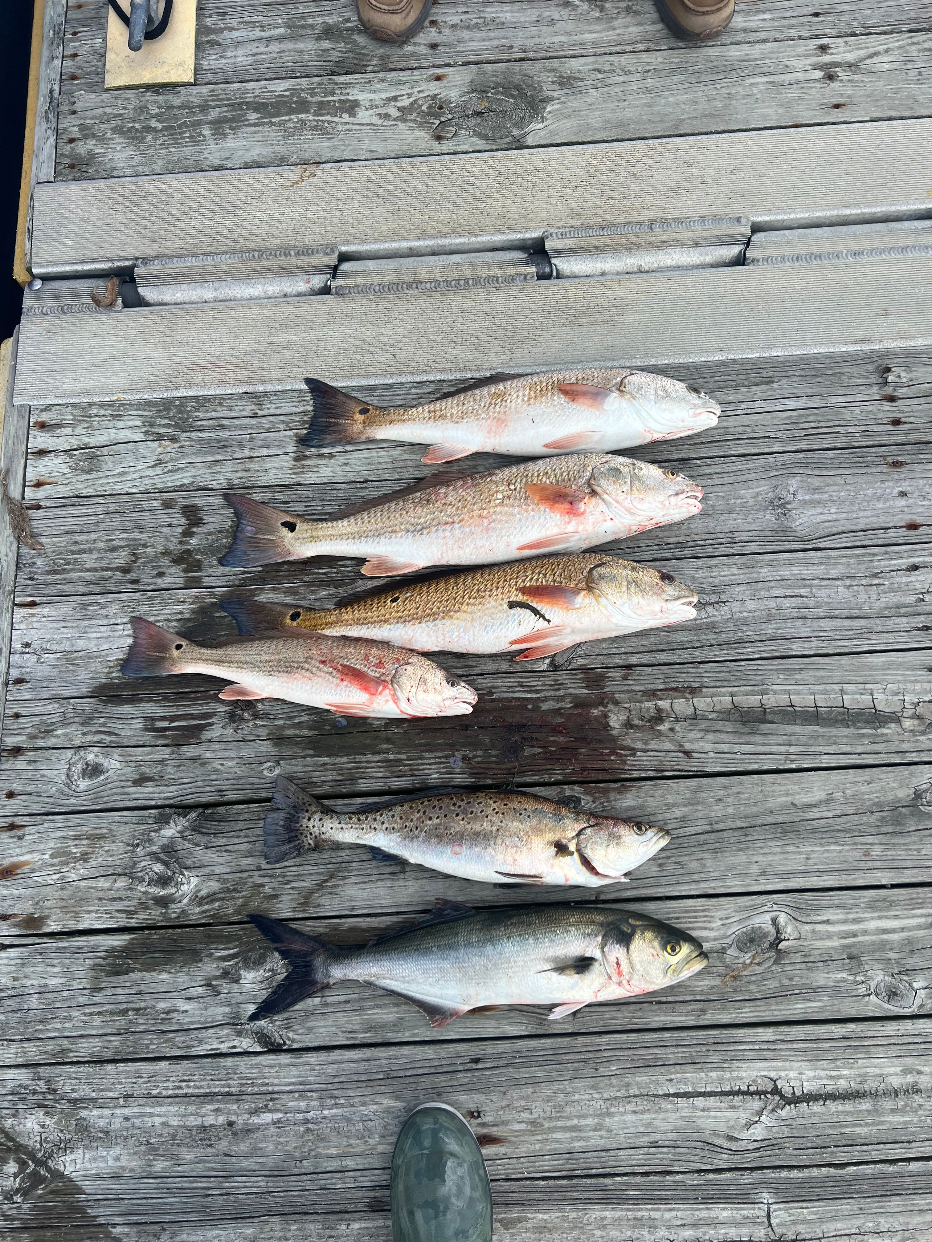 Impressive haul of 6 bluefish, spotted weakfish, and redfish caught while fishing