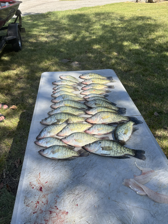 Triple white crappie triumph: jigging and trolling success in Adair!