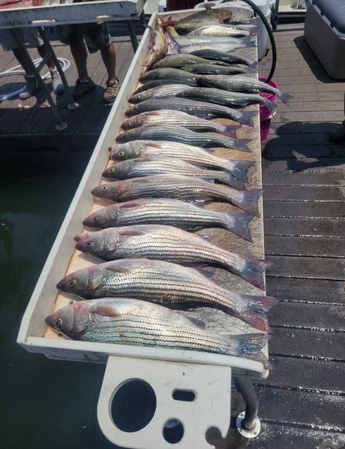 Striped bass caught while fishing