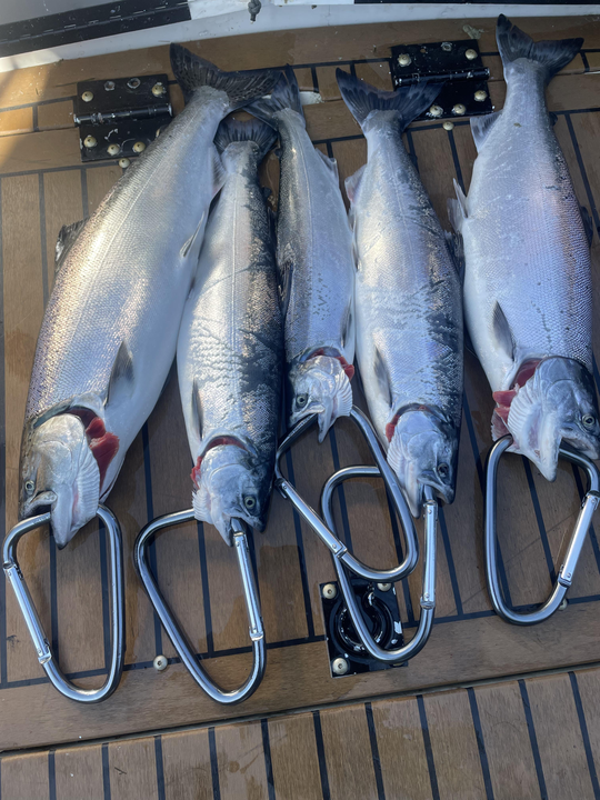These Chinook and Coho salmon didn't stand a chance against our expert trolling techniques!
