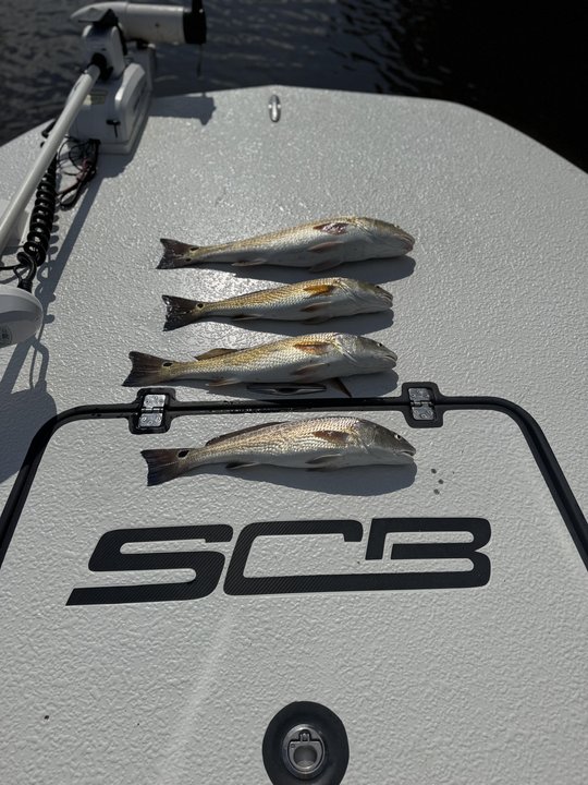 Redfish bonanza with light tackle as skies clear in Hubert!