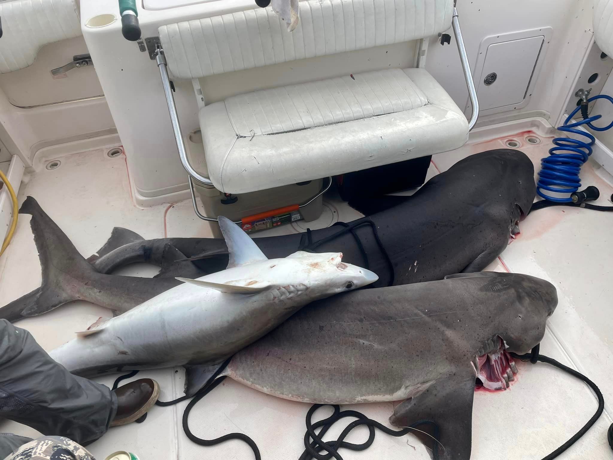 Photograph of a Bull Shark caught fishing at an unknown location.