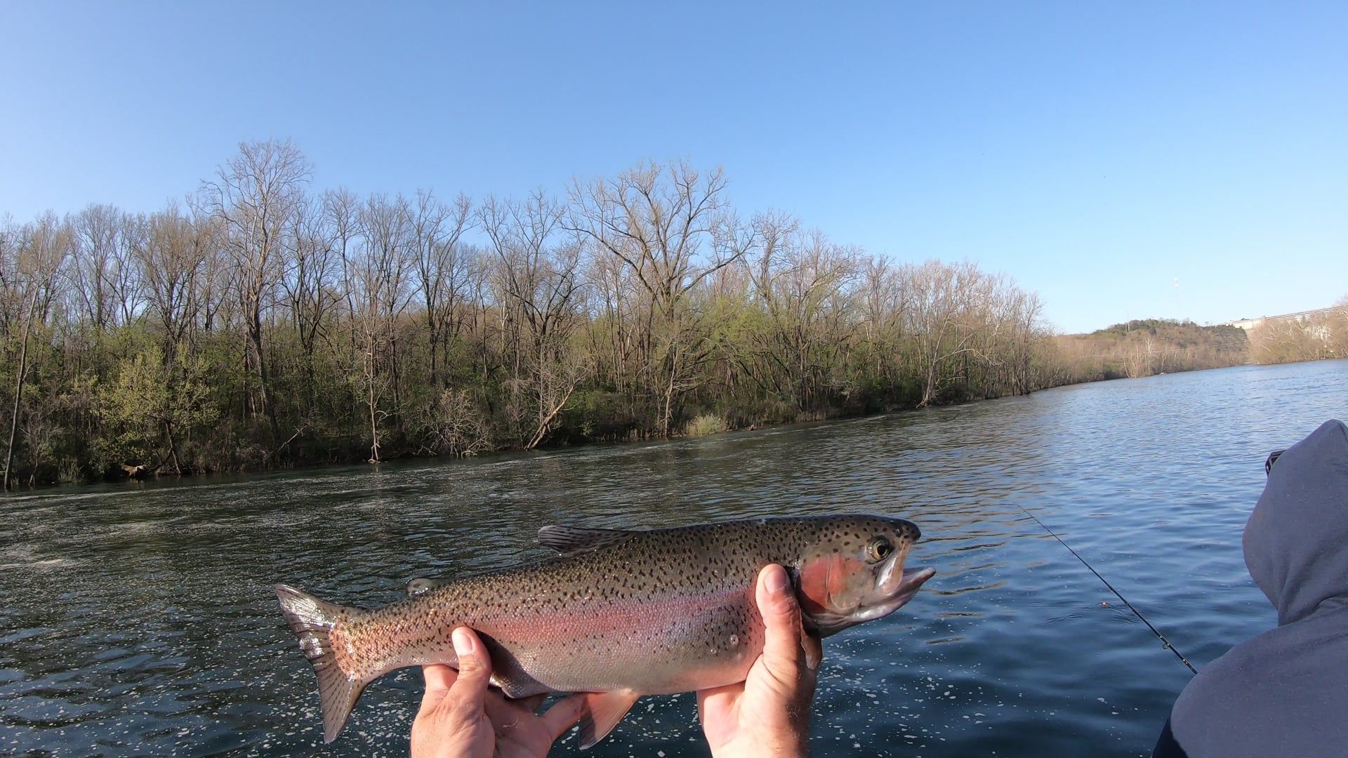 Photograph of a single rainbow trout caught while fishing