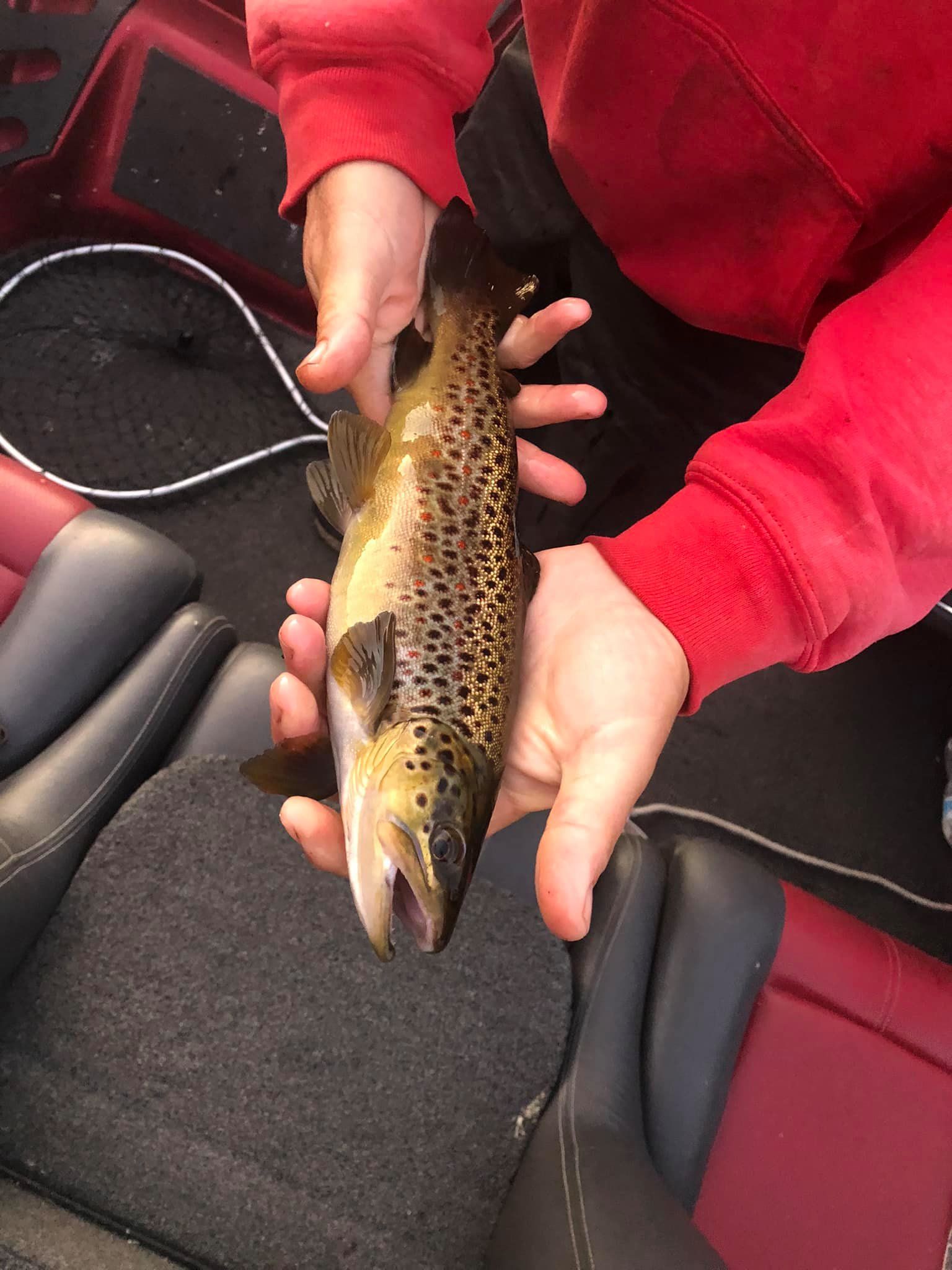 A sea trout caught while fishing