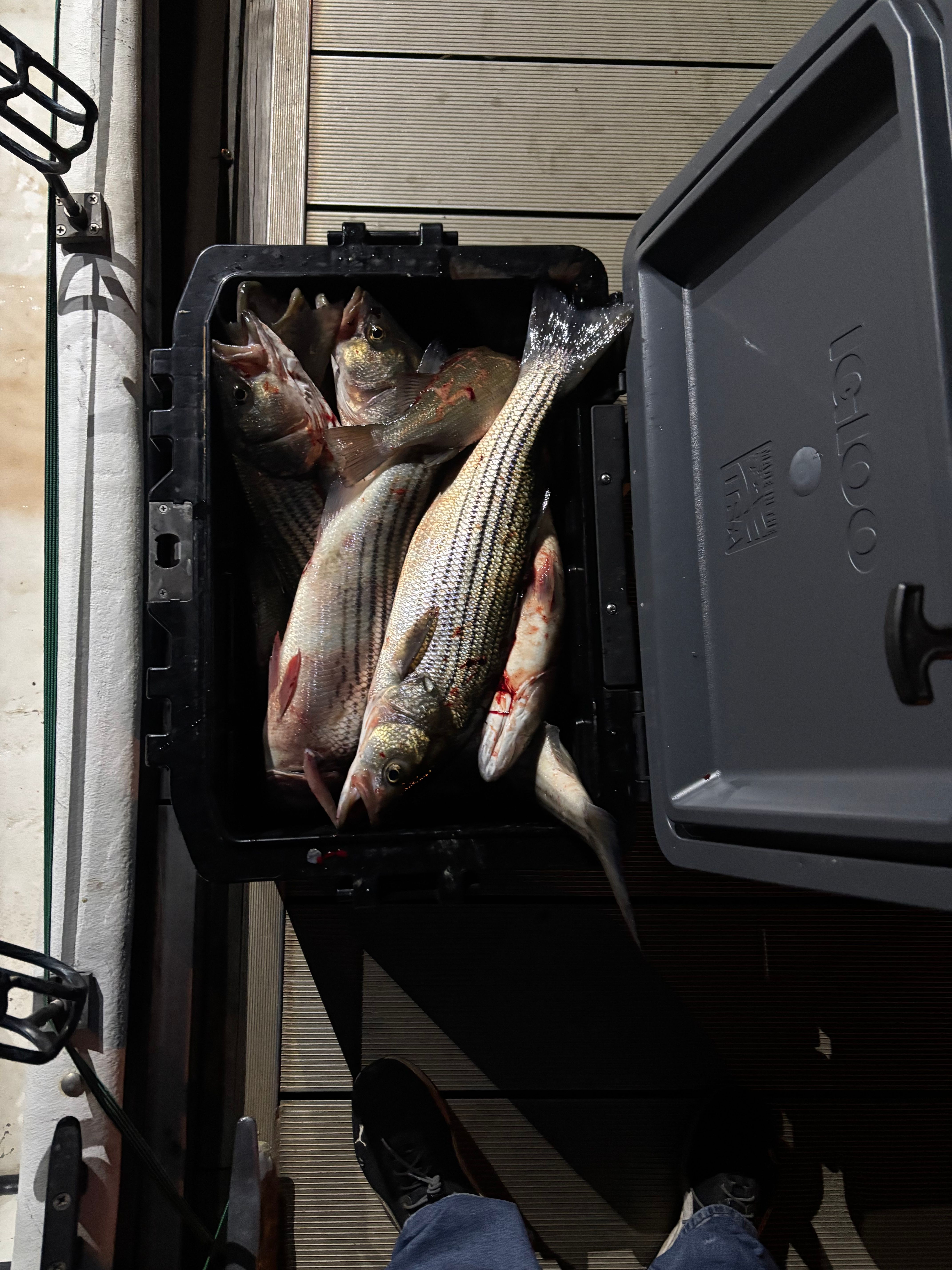 Striped bass fishing in unknown location
